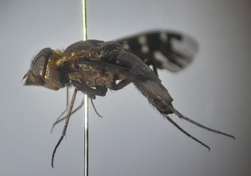 Exoprosopa jacchus